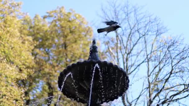 El agua gotea de la boca de un cuervo después de beber de una espiga — Vídeo de stock