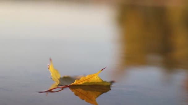 Autumn Leaf Floating River — Stock Video