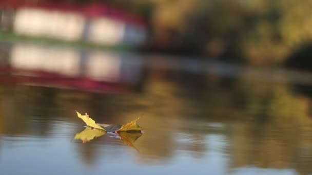 Foglia autunnale galleggiante sul fiume — Video Stock