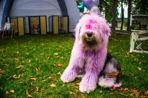 Bobtail cão senta-se no gramado — Fotografia de Stock