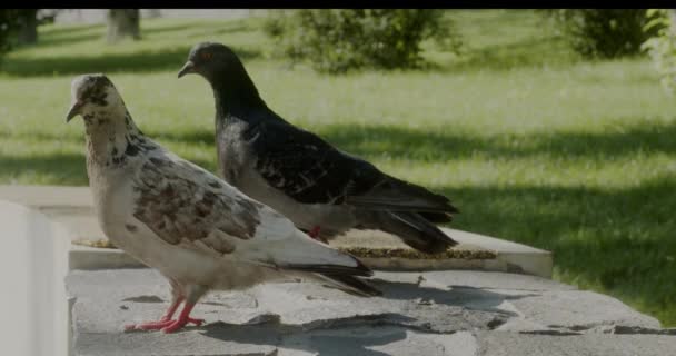 Deux pigeons sauvages dublin — Video