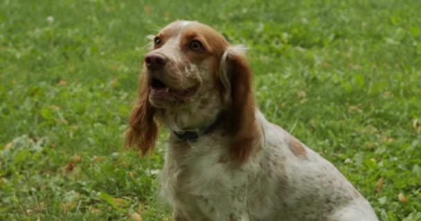 Brown spotted russian spaniel in the forest, soft focus background — Stock Video