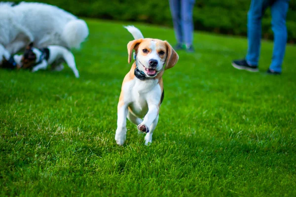 Feliz Beagle Perro Tener Divertido Entonces Verde Hierba — Foto de Stock
