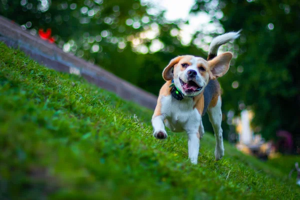 Happy beagle dog having fun on then green grass