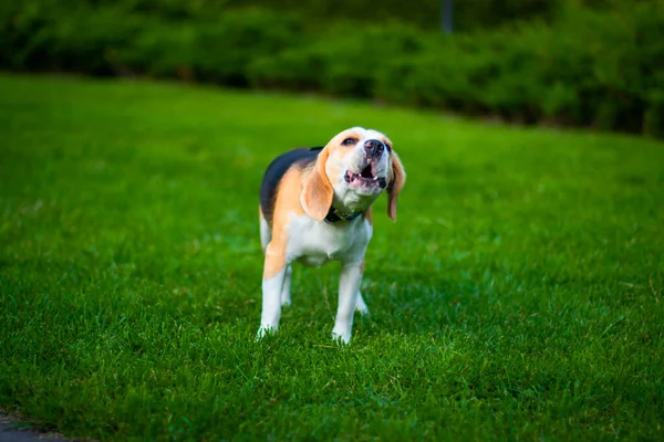 Feliz Beagle Perro Tener Divertido Entonces Verde Hierba — Foto de Stock