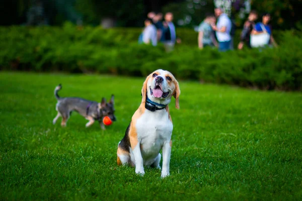 Feliz Beagle Perro Tener Divertido Entonces Verde Hierba — Foto de Stock