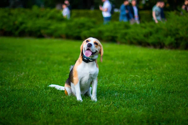 Happy beagle dog having fun on then green grass