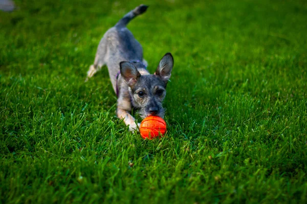 Turuncu Oyuncak Topuyla Oynayan Komik Bir Köpek — Stok fotoğraf