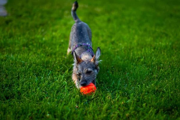 Divertido Perro Mascota Jugando Con Bola Juguete Naranja — Foto de Stock