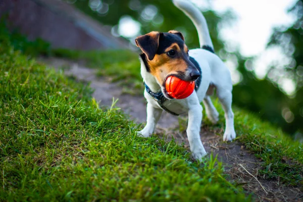 Jack Russell Terrier Perro Corriendo Con Una Bola Naranja — Foto de Stock
