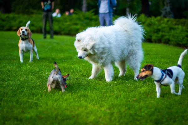 Groupe Chiens Jouant Dans Parc — Photo