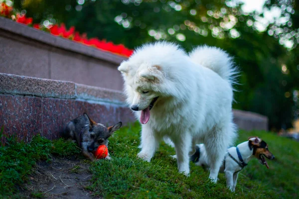 Группа Собак Играет Парке — стоковое фото