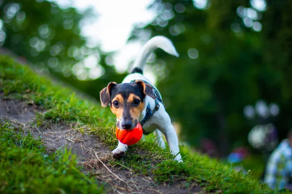 Jack Russell Terrier Cão Correndo Com Uma Bola Laranja Fotografia De Stock