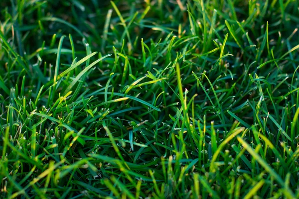 Close Fresh Thick Grass — Stock Photo, Image