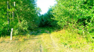 Güneşle ıslanmış bir orman yolunda sükuneti keşfetmek, sizi canlı yeşil ağaçların ve yemyeşil yaprakların olduğu bir dünyaya çağırmak,.