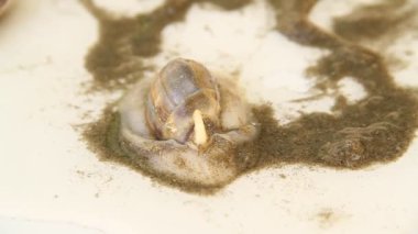 Kumda salyangoz, Hayvan, detay, Praia Grande, So Paulo, Brezilya