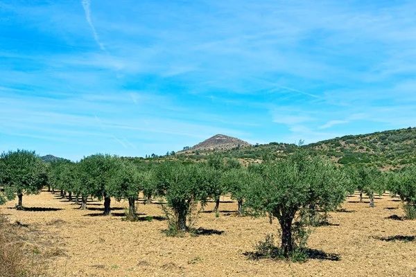 Uprawy Drzew Oliwnych Hiszpanii — Zdjęcie stockowe