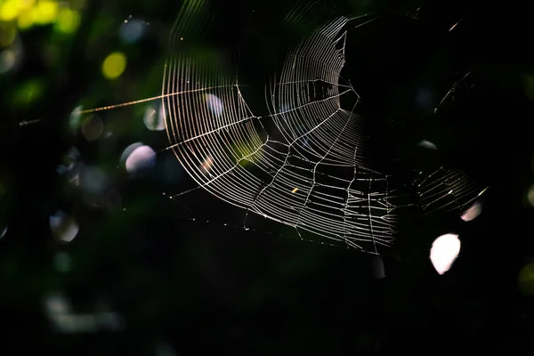 Fresh Spider Web Jungle — Stock Photo, Image