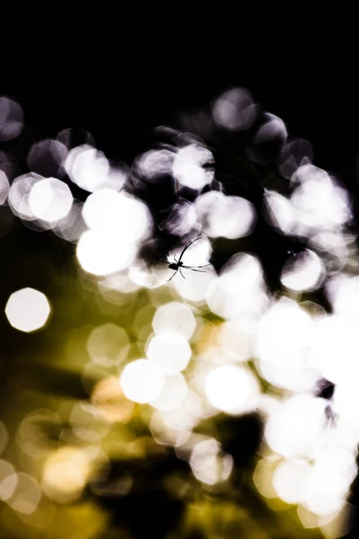 Silhouette Spinne Mit Bokeh Hintergrund — Stockfoto