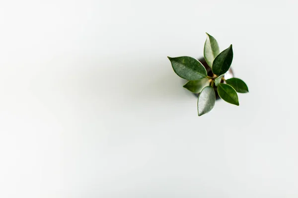 Pouco Sujo Jovem Schefflera Uma Planta Envasada Vista Superior Mesa Fotos De Bancos De Imagens