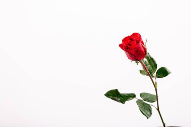 Beyaz arkaplanda izole kırmızı gül - resim