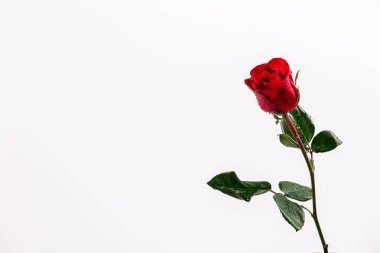 Beyaz arkaplanda izole kırmızı gül - resim