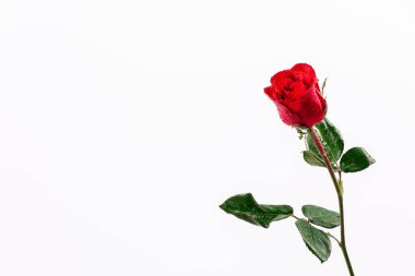 Beyaz arkaplanda izole kırmızı gül - resim