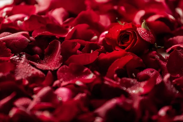 Красная Роза Многих Лепестках — стоковое фото