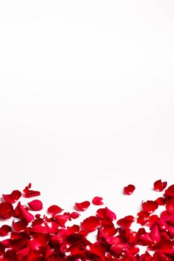 beyaz zemin üzerine kırmızı gül yaprakları çerçeve