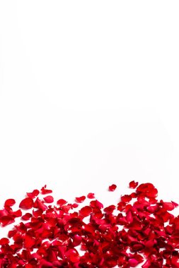 beyaz zemin üzerine kırmızı gül yaprakları çerçeve