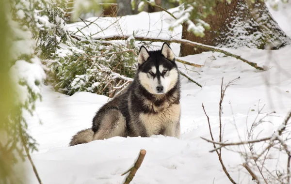 Hond Het Bos Van Sneeuw — Stockfoto