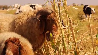 Koç, uzun otlayan koyunlar ve beslenirken boynuzlarını ovuşturan sarı mısır sapları. Çiftlik hayvanlarının davranışlarına, doğasına ve otlaklarına büyüleyici bir bakış. çiftlik, vahşi yaşam ve tarım temaları