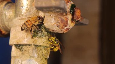 Suyun son damlalarını paylaşan eski bir muslukta, bir arı ve sarı bir ceket arasında nadir rastlanan bir karşılaşma. Hayatta kalmanın, çatışmanın ve hassas dengenin çarpıcı bir örneği. Vahşi yaşam