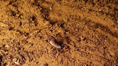 Bir akrep dikkatli bir şekilde koyun ağılındaki böcekleri arar, çiğnenmemek için toynaklarının altından kaçar. Çatışmayı önler ve sadece aşırı tehdit altında, vahşi hayatın kurtuluşunu vurgular..