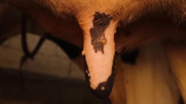 Yakın plan videoda inek memesi ve çiçek hastalığı görülüyor. Sığır frengisinin en önemli belirtilerinden biri. Hayvancılık hastalığı teşhisi konusunda veterinerlik eğitimi, bilimsel araştırma ve eğitim için kullanışlı.
