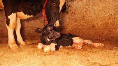 Anne inek doğduktan hemen sonra ahırda yavrusunu nazikçe yalıyor. Annelik içgüdüsü ve bağlılık gösteriyor. Bu dokunaklı sahne aşkı, özeni ve yeni hayatın mucizesini vurguluyor.