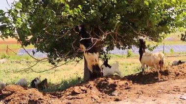 Ağaç yapraklarıyla beslenen yerli keçi, arka ayakları üzerinde duran keçi. Doğal davranışlar adaptasyon ve çeşitli beslenme şekilleri gösterir, ancak ağaçlara zarar verebilir, toprağı aşındırır ve aşırı olursa çevreyi etkileyebilir..
