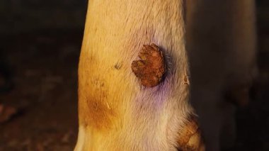 Cüce ekleminin yanında büyük bir papillomatoz siğili olan bir ineğin bacağına yakın plan. Bu veteriner tıbbı ayrıntısı sığır sağlığını vurgular, eğitim, araştırma ve hayvan bakımı içeriği için kullanışlıdır