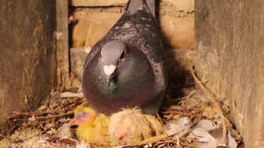 Güçlü gagalı, kırmızı gözlü ve yuvadaki yeni doğmuş yavrularla ilgilenen posta güvercini, ebeveyn bakımını, kuş korumasını ve posta güvercinlerinin benzersiz özelliklerini sembolize ediyor..