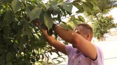 Veteriner, uçmaya çalışırken bebek bir serçeyi ağaç dalına nazikçe bırakır. Bu dokunaklı an, hayvan bakımını, vahşi yaşamı korumayı, şefkati vurguluyor ve çevre ve veteriner için mükemmel.