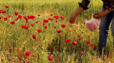 Suriye, Halep kırsalında bitkiye zarar vermeden kırmızı haşhaş yaprağı toplayan adam. Bu taç yaprakları geleneksel olarak soğuk algınlığı, grip ve solunum için doğal bir tedavi olarak kullanılır..