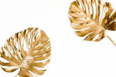 Altın tropikal palmiye beyaz arka planda Canavar bırakır. Düz konum, üst görünüm minimum konsept.