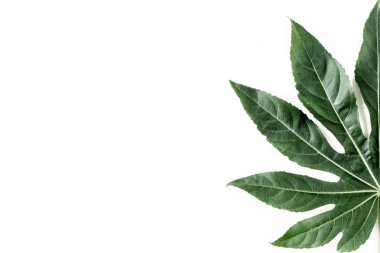 Tropik palmiye, Aralia 'yı beyaz arka planda yalnız bırakır. Tropikal doğa kavramı.