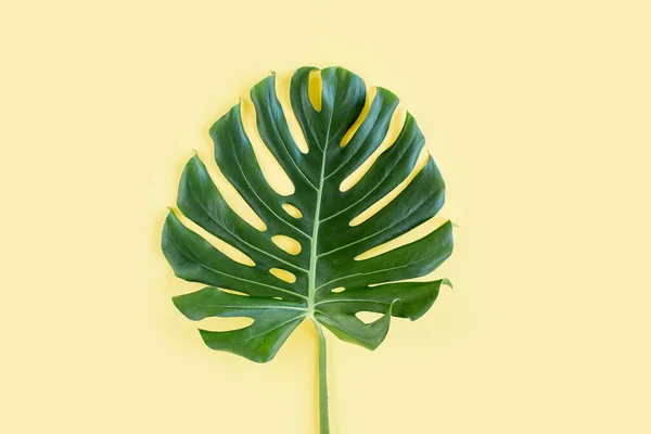 Tropické listí Monstera na žlutém pozadí. Byt ležel, horní pohled — Stock fotografie