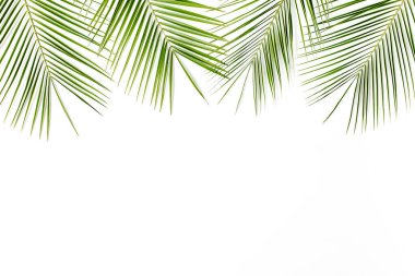 Beyaz arka planda tropik yeşil palmiye yaprağı. düz yatış, üst görünüm