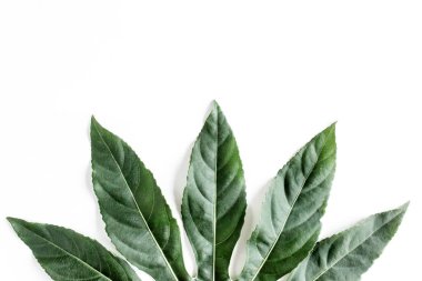 Tropik palmiye, Aralia 'yı beyaz arka planda yalnız bırakır. Tropikal doğa kavramı.