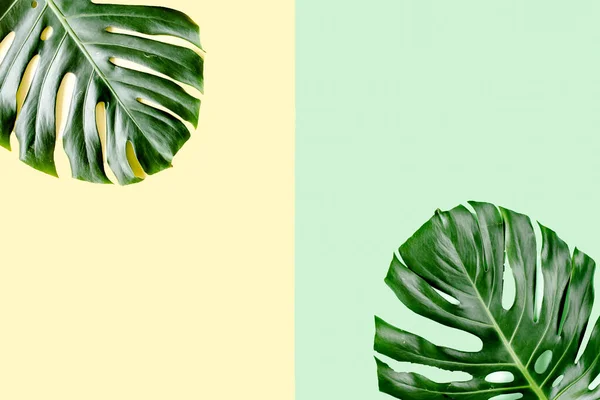 La palma tropical deja a Monstera sobre un fondo colorido. Plano laico, vista superior mínimo concepto de verano. —  Fotos de Stock