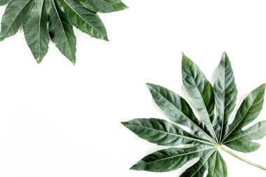 Tropik palmiye, Aralia 'yı beyaz arka planda yalnız bırakır. Tropikal doğa kavramı.