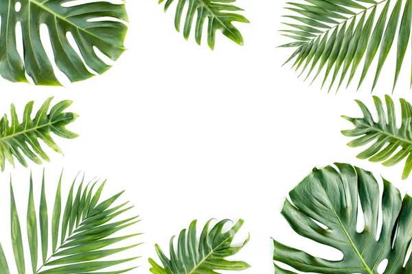 Rahmen mit exotischen tropischen Palmenblättern monstera auf weißem Hintergrund. Flache Lage, Draufsicht. — Stockfoto