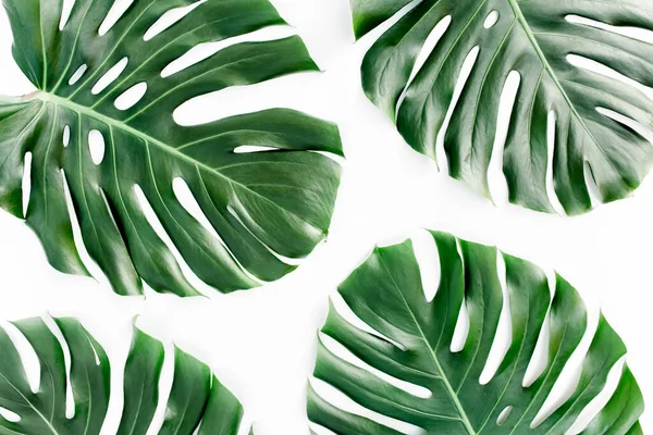 Тропические листья Монстера на белом фоне. Плоский, вид сверху — стоковое фото